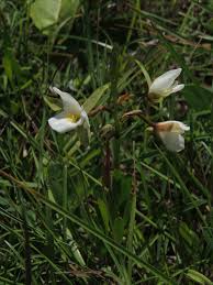 Image result for Eulophia ovalis