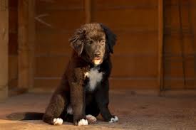 Her mom was a bernese mountain dog and the dad a dachshund!! Labernese Bernese Mountain Dog Lab Mix Info Pictures Facts Doggie Designer