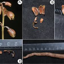 Image result for Gastrodia rwandensis