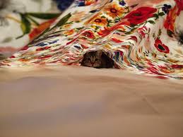 I Don T Know Who Was More Surprised Me Or Him Beautiful Kittens Surprise Me Make You Smile