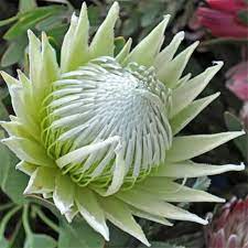Последние твиты от proteas (@proteas20). Vendo Proteas Home Facebook