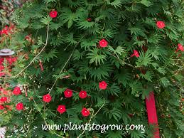 Image result for Ipomoea hochstetteri