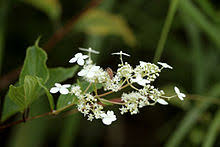 Maybe you would like to learn more about one of these? Hydrangea Wikipedia
