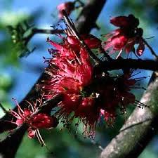 Image result for Schotia afra