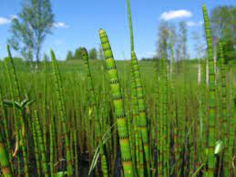 Teichschachtelhalm (Equisetum fluviatile) - Pflege, Wuchs, Standort