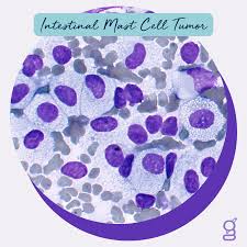 Image result for Mast Cell