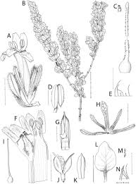 Image result for Mimulopsis arborescens