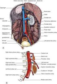 Check spelling or type a new query. Posterior Abdominal Wall Last S Anatomy Regional And Applied