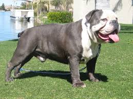 It dilutes(waters down) the colors that the. Pin On English Bulldogs