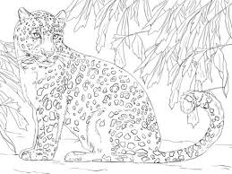 Leopard coloring pages,how to color wild animals,drawing of the leopard,coloring pages tv. Amur Leopard Coloring Page Coloring Book Art Leopard Drawing Coloring Pages