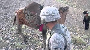 We'll ride camels in to the distance and set up camp for a night under the desert stars. Us Soldier Kicked By A Camel In Youtube