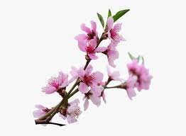 Maybe you would like to learn more about one of these? Transparent Sakura Branch Png Cherry Blossom Png Download Kindpng