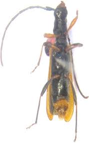 Image result for Cyperus breviradius