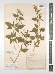 Image result for Jasminum fluminense