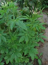 Image result for Cleome houtteana