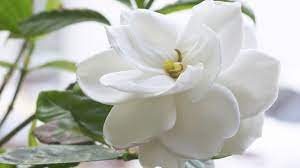What Is Gardenia Gardenia Plant Is A Flowering Shrub That Belongs To The Rubiaceae Family Its Scientific Name Is Gardenia Jasm Gardenia Plant Gardenia Plants