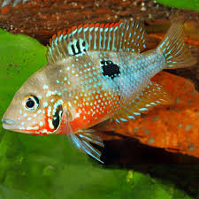 Image result for Smithia elliotii