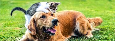 How to introduce a new cat to your resident cats. How To Introduce Kittens To Cats Dogs Petsmart