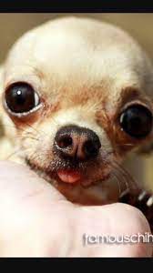 Pin De Lolafc En Chihuahuas Chihuahua Cabeza De Manzana Perros Chihuahua Animales Adorables