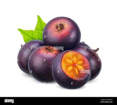 Image result for Flacourtia indica