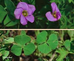 Image result for Oxalis obliquifolia