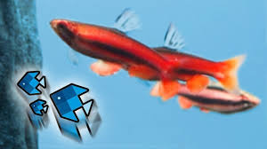 Upload your photos and videos pictures | google image. Die Neuen Fische Kampfen Youtube
