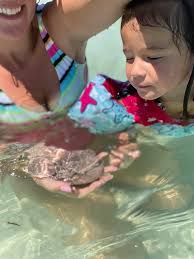 Dead sand dollar found in shells this week