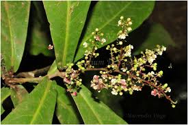 Image result for Lepisanthes