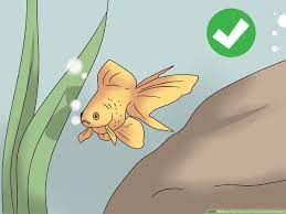 How To Take Care Of Your Carnival Goldfish 10 Steps