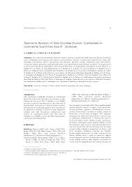 Image result for Platostoma coeruleum