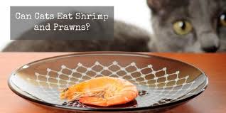Too bad we didn't have much in the way of anything to eat. Can Cats Eat Prawns And Shrimp Cat World