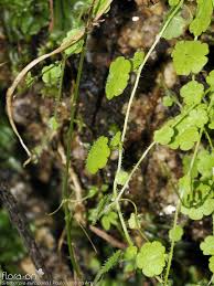 Image result for Sibthorpia europaea