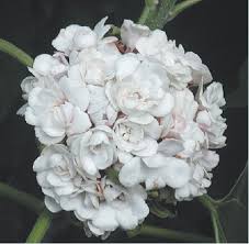 Image result for Clerodendrum silvanum