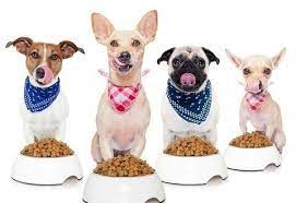 Healthy Dietary Tips For Your Dog World Inside Pictures Royal Canin Dog Food Dog Food Recipes Best Dog Food Brands