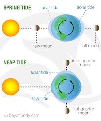 Bay Of Fundy Tides The Highest Tides In The World Neap Tides Spring Tide High Tide
