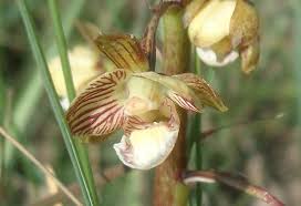 Image result for Eulophia clitellifera