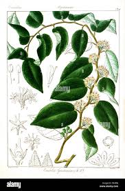 Image result for Embelia