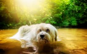 A missing elderly man was found dead in a pond while his loyal dog waited patiently by the water.crews searched for john stewart, 70, for around 14 ho. Wallpaper White Furry Dog In Water Pond Trees 1920x1200 Hd Picture Image