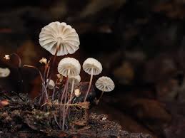 Image result for Marasmius rotula