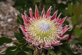 Image result for Protea micans