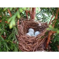 Birds With Their Nests Pictures Bird Nests With Baby Birds Under Porch House Finch Carpodacus Mexicanus Eggs In Birds Nest In Small Pine Tree Kwaree Blog Bird Nest Bird Finches Bird
