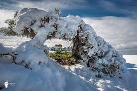 Une couche allant jusqu'à 30 cm par endroits a fait le bonheur des habitants, en ce la neige a toutefois rendu les déplacements délicats. Photos De Corse Sous La Neige Photographe Corse Posters Paysage Corse