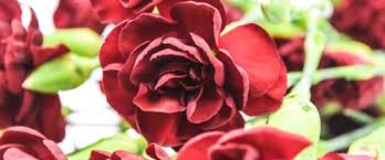 Choose interflora™ for flower delivery in sydney. Sydney Flowers By Tesselaar Flowers