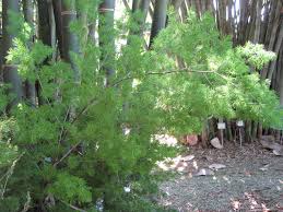 Image result for Asparagus macowanii