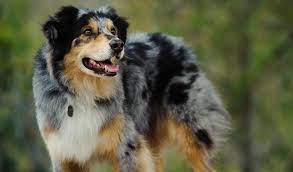 Australian Shepherd Breed Information