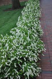 Itea (virginia sweetspire) is a durable native shrub that grows well in either sun or shade and tolerates drought a guide to growing itea (virginia sweetspire). Little Henry Virginia Sweetspire Little Henry Virginia Flickr