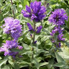 Campanula Glomerata Superba Toppklocka Perenner Vita Blommor Vaxter