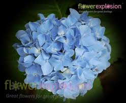 We did not find results for: Natural Blue Hydrangea Bulk Hydrangea Blue