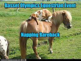 See, rate and share the best horses memes, gifs and funny pics. Olympic Napping I Has A Hotdog Dog Pictures Funny Pictures Of Dogs Dog Memes Puppy Pictures Doge