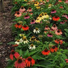 Leave the seed heads after bloom and the most common species available to gardeners is echinacea purpurea, the purple coneflower. Echinacea Cheyenne Spirit White Flower Farm